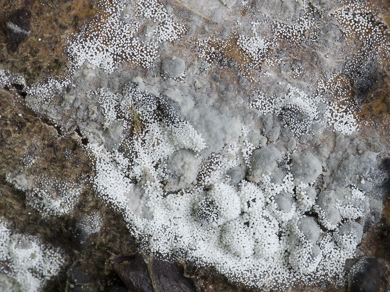 Bulbillomyces farinosus